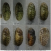 lyc thersamon pupa8 volg4